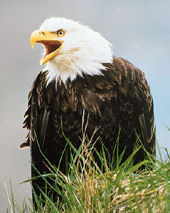 The bald eagle is the symbol of our country, kids.