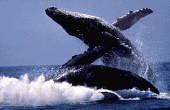 Humpback whales spend summer in the waters around Maui.